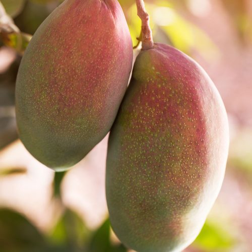 Mango Kent Almiper