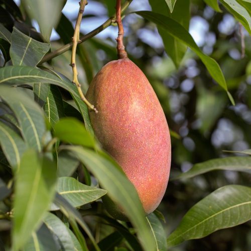 Mango Kent Almiper