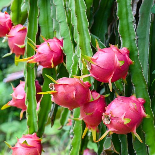 Pitahaya Almiper