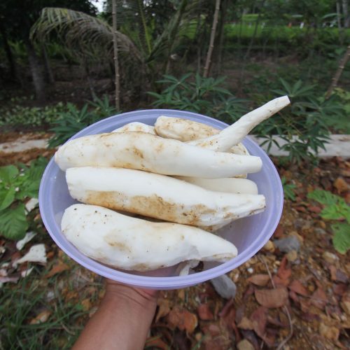 Yuca - Tapioca | Almiper