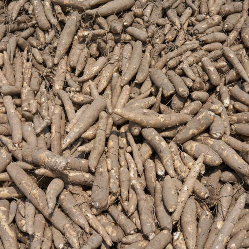 Yuca - Tapioca | Almiper